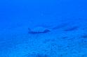 IMG_5077 zoom